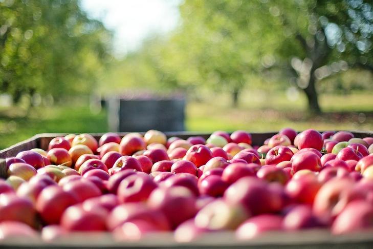 Nagyot esett az alma ára. Fotó: Pixabay