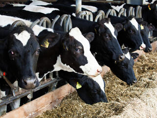 Ezt kedte el a Sano Csémen