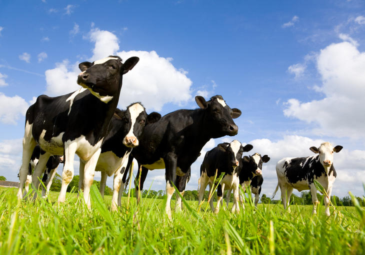 Szépen tejelnek a tehenek. Fotó: Depositphotos