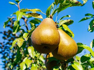 Nemsokára az alma és a körte árrését is össze lehet hasonlítani