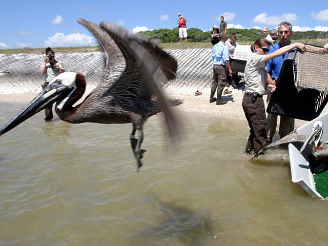 Olajban fuldokló madarak - tragédia a Mexikói-öbölben