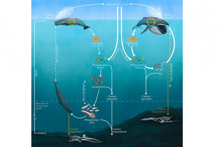 A bálnák szerepe a szén-dioxid-körforgásban. Ábra: Trends in Ecology & Evolution