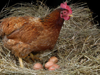 Új divat – tartsunk boldog tyúkokat!