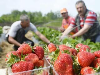 Mennyiért adják a magyar szamócát?