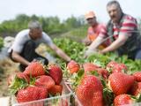 Sokkal drágább lett a magyar szamóca, de mégis mennyiért adják az idén? 