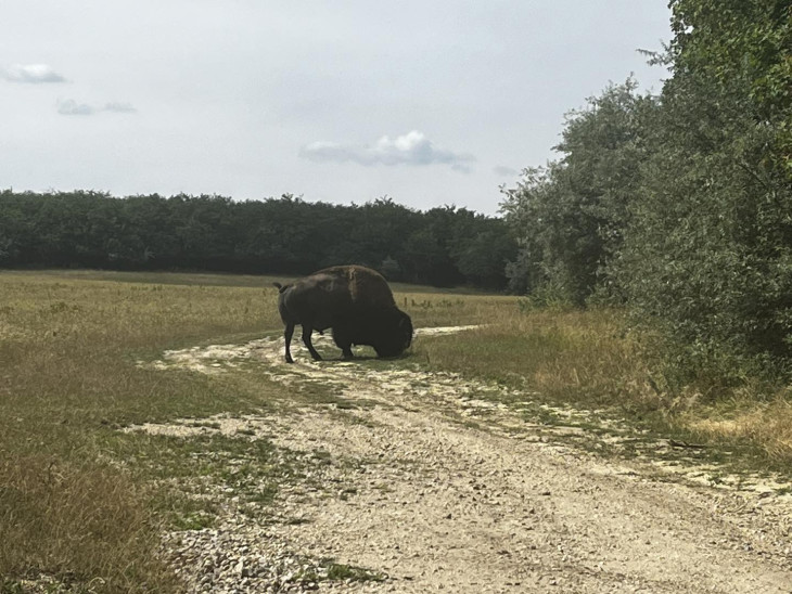 Magyar bölény