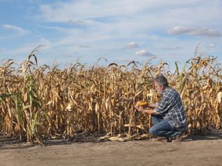 Megkongatták a vészharangot: súlyos élelmiszerválság fenyegeti a világot
