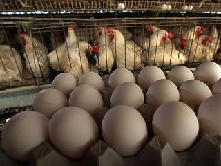 33 százalékkal drágult meg a tojás decemberben