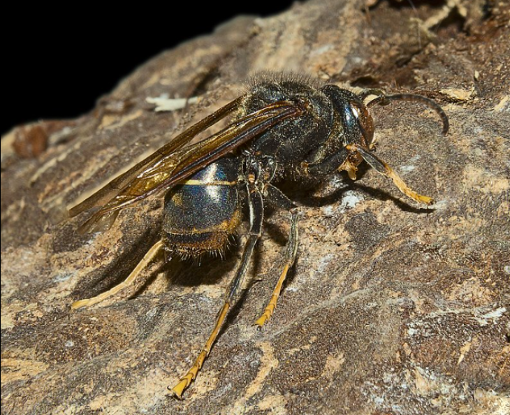 Vespa velutina nigrithorax