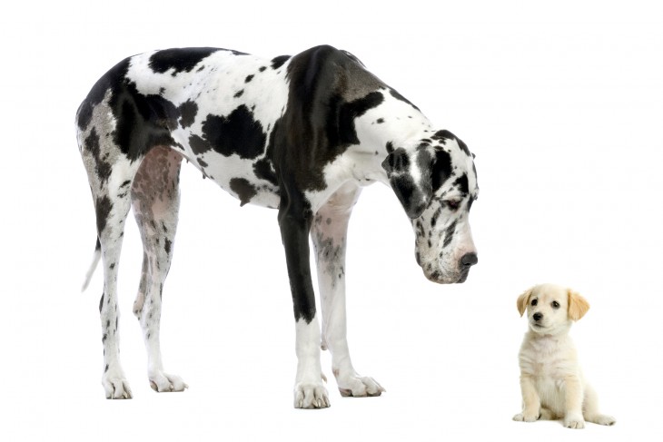 Szokatlan, hogy ekkora különbségek legyenek egy fajon belül méret és várható élettartam tekintetében - nemsokára segíthetünk tovább élni a nagytestű kutyáknak? Fotó: Depositphotos