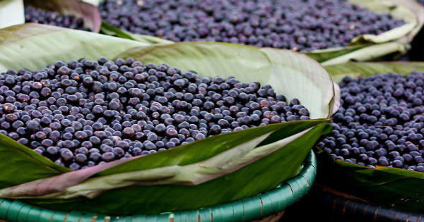 Az acai bogyó tápanyagokban gazdag