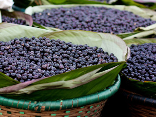 Az acai bogyó tápanyagokban gazdag