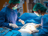 „A Covid miatt egyetlen betervezett transzplantációnk sem maradt el”  