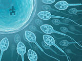 Fokozódó férfimeddőség: spermiumdeficitre jött a COVID-19