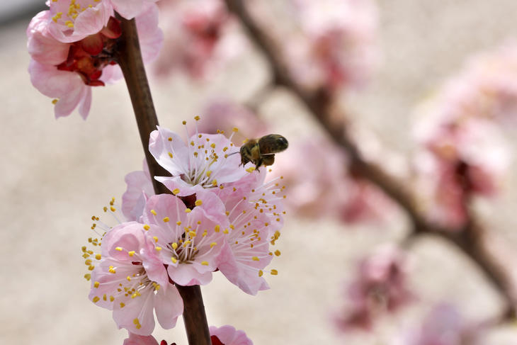 Fagyos hajnalok után a méhek is nehezebben indulnak el, hogy beporozzák a virágokat. Fotó: depositphotos