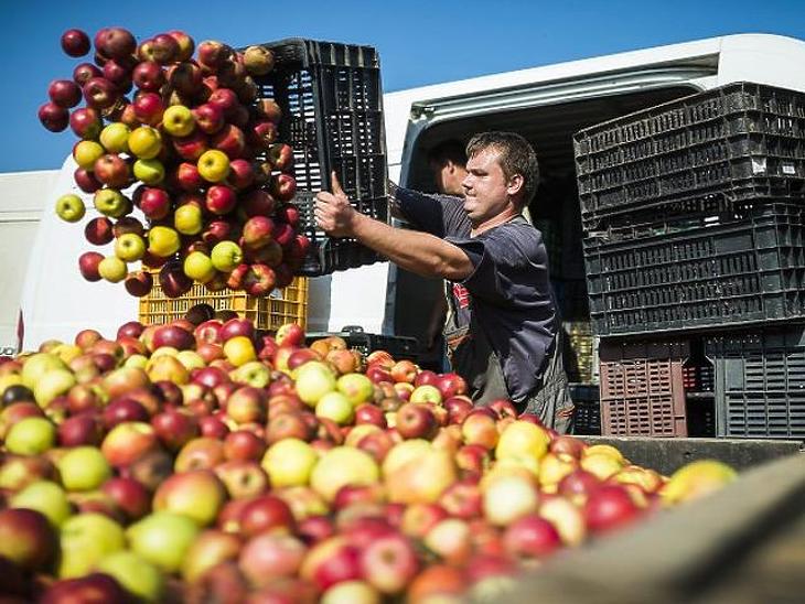 Összekapták magukat a magyar almák. Fotó: MTI