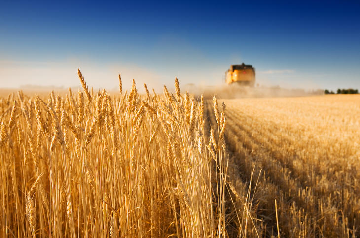 Ismét szállíthatják az ukrán gabonát. (Illusztráció). Fotó: Depositphotos
