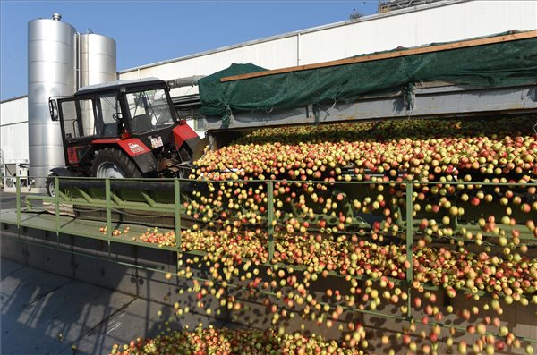 A feldolgozó garatba öntik az ipari almát az Austria Juice Kft. vásárosnaményi feldolgozóüzemében 2018. augusztus 30-án. (MTI / Balázs Attila)