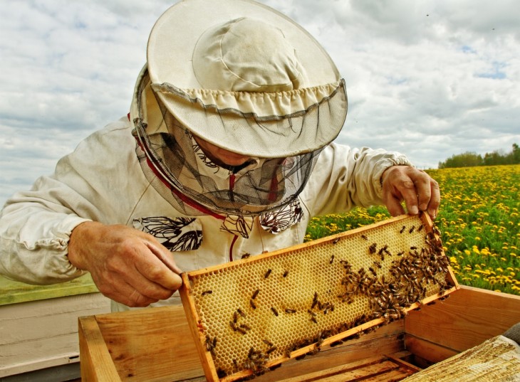 Keserű méz. Fotó: Depositphotos