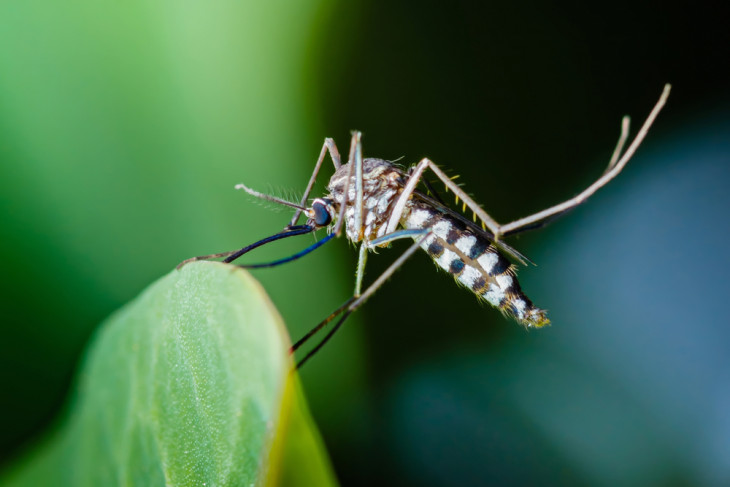 Az ázsiai tigrisszúnyog (Aedes albopictus) a Chikungunya-lázat (is) terjesztő szúnyogfajok egyike