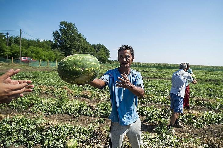Közmunkások görögdinnyét pakolnak a csányi önkormányzat közmunkaprogram keretében (MTI Fotó: Komka Péter)
