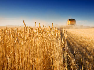 Az év végéig kitolná Magyarország is az ukrán gabonaimport-tilalmat 