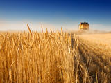 Az év végéig kitolná Magyarország is az ukrán gabonaimport-tilalmat 