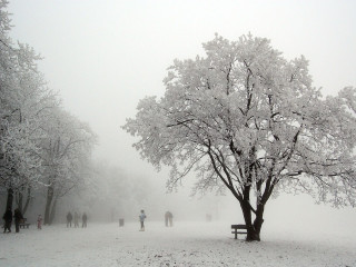 A Normafa régóta kedvelt kirándulóhely