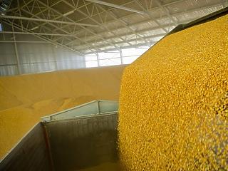 100 milliárd forintos kárt okozhat az aszály a kukoricában