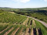 Tokaj környékén barangolt a Nébih – mit találtak?