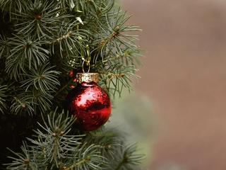 Amin nincs ársapka: tizedével drágul a karácsonyfa