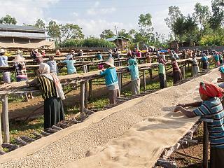 Kipusztulás fenyegeti a vadon termő kávéfajták 60 százalékát