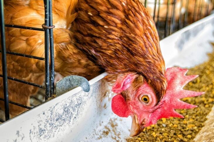 Mivel lehet jól tartani?