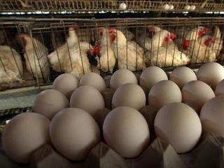 Elárulta a kormány, milyen tojások árát fagyasztják be