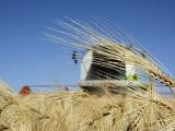 Újabb gabonaszállítmányok indultak útnak Ukrajnából