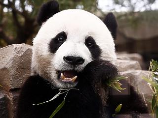 Megint jönnek a panda kötvények