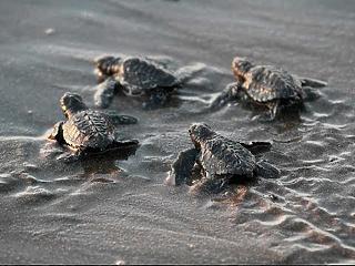 Csodálatos jelenetek a Planet Earth 2 legújabb részében